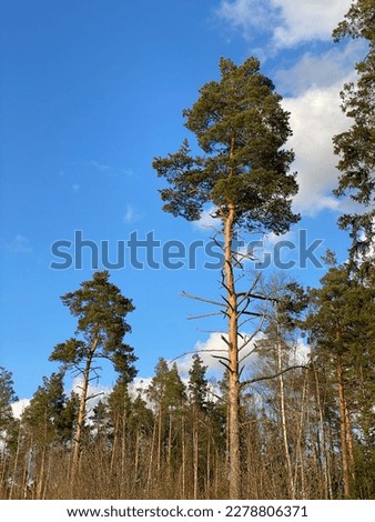 pine forest on a summer day.