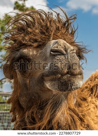 Close-up portrait of a crazy Bactrian camel (Camelus bactrianus). This two-humped camel living to the desert of Central Asia. It's a critically endangered species. Royalty-Free Stock Photo #2278807729