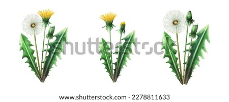 Watercolor set of bouquets dandelions flowers and green leaves. Hand painting clipart botanical meadow illustration on a white isolated background. For designers, decoration, postcards, wrapping paper