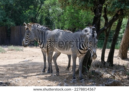 Zebra among the trees in the zoo of Montpellier in France