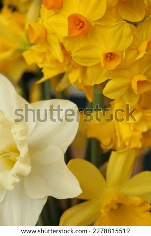 bouquet of different types of daffodils