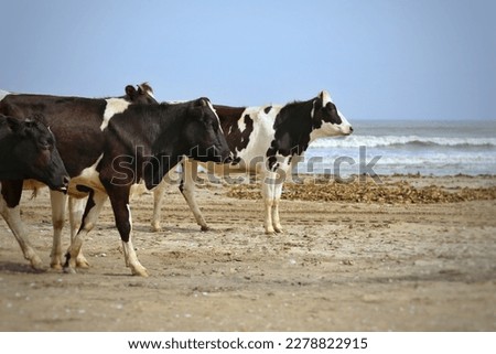 Cattle by the sea, seascape, picture, background image, wallpapers, cows