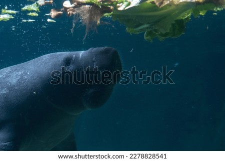 Manatee eating lettuce in the water