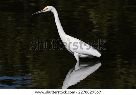 white egret and reflection in the lake