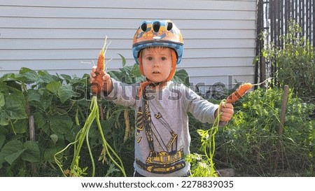 Young boy standing in a garden wearing a cycling helmet and holding a carrot in each hand while offering them out for a taste test.  A great pic to promote vegetables and good health.