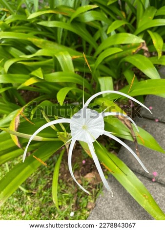 hymenocallis littoralis a plant with beautiful white flowers that have long segments like spider legs
