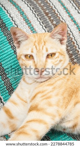 Ginger kitty looking at camera sitting in mat, front view. Indonesian cat