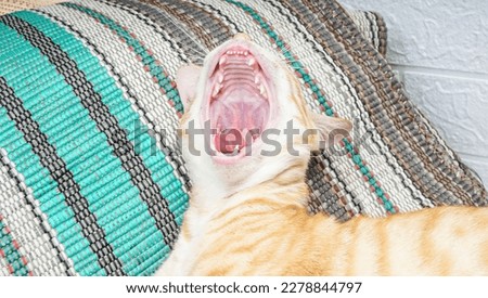 Yawning ginger cat over white wall