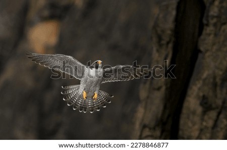 A Peregrine Falcon in New Jersey 