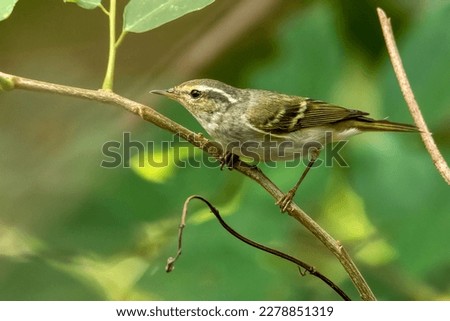 The yellow-browed warbler is a leaf warbler which breeds in the east Palearctic. This warbler is strongly migratory and winters mainly in tropical South Asia and South-east Asia, but also in small num Royalty-Free Stock Photo #2278851319