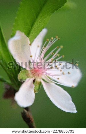 white blossom with pink middle macro nature