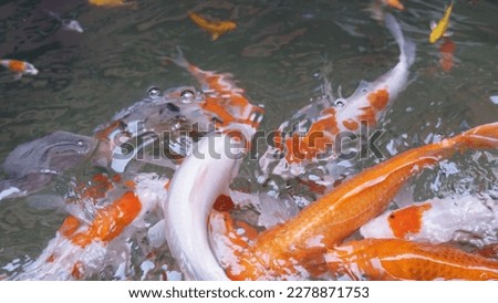 Colorful water pattern formed by group of Koi carps swimming in pool. Fancy carp fishtop view abstract image