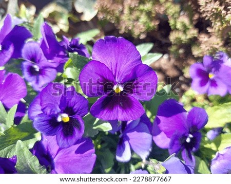 Flower of The garden pansy  or Viola × wittrockiana. It is a type of large flowered hybrid plant cultivated as a garden flower.