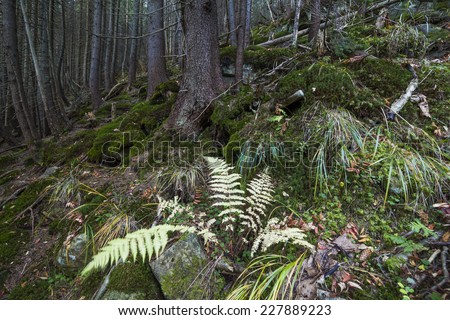 Mysterious beautiful pinewood forest with mossy stones 