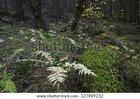 Mysterious beautiful pinewood forest with mossy stones