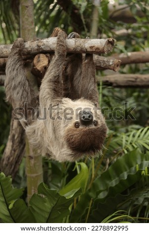 Least Concern species, Linné's Two-toed Sloth or Choloepus didactylus Royalty-Free Stock Photo #2278892995