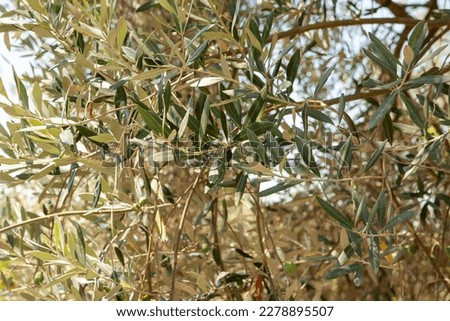 Background from narrow green leaves of the olive tree for publication, design, poster, calendar, post, screensaver, wallpaper, postcard, banner, cover, website. High quality photography