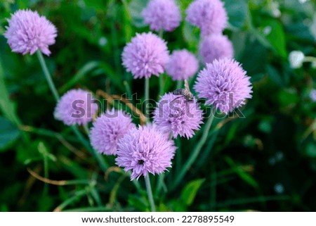 Blossoming herbal chives with pink flowers in a garden for publication, design, poster, calendar, post, screensaver, wallpaper, postcard, banner, cover, website. High quality photography