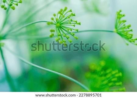 Blooming dill inflorescences on blurred green background for publication, design, poster, calendar, post, screensaver, wallpaper, postcard, banner, cover, website. High quality photography