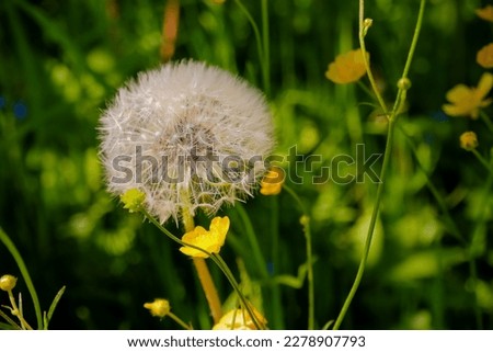 White fluffy dandelion on a green lawn, sunny warm day, summer, fluffs, seeds, serenity, wallpaper, screen saver, nature in summer, meadow, bright, picturesque, sunlight, summer mood, close-up