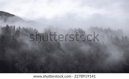 foggy forst in winter mood. Royalty-Free Stock Photo #2278919141