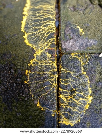 yellow fungal fibers that appear on damp rock