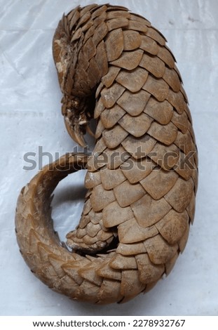 Vertical view of a dead Indian pangolins body on a table. This Indian pangolin died from a natural cause, and the locals found the dry out dead body after a few weeks from the death