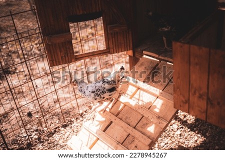 Young chicken si running down do wooden farm house, photo of the hun, stable, exterior photo, free life of chicken, farming
