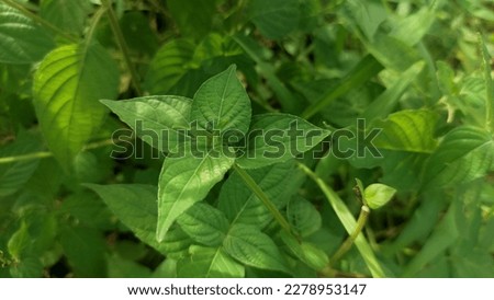 a collection of green leaves pressed against the tops of the leaves