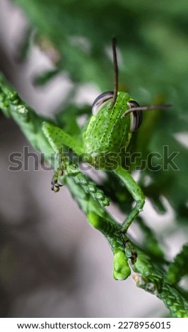 Macro photo of a grasshopper's head perched on a pine needle, selective focus, isolated picture, bokeh background 