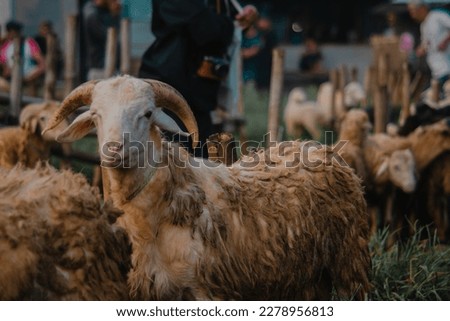 Goats for qurban in the traditional market Royalty-Free Stock Photo #2278956813