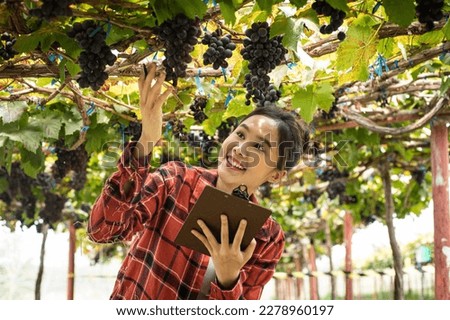 Beautiful farmer checks the quality of Syrah or Shiraz grapes in local farm. Happy young asia woman working at wine farm. Agriculture grape farm. Royalty-Free Stock Photo #2278960197