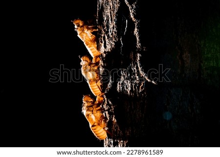 molting cicada strategy, Cicada insect stick on trees, Cicadas in the wildlife nature in black background