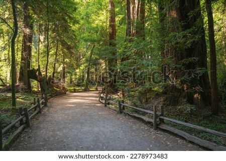 Henry Cowell Redwoods State Park, California