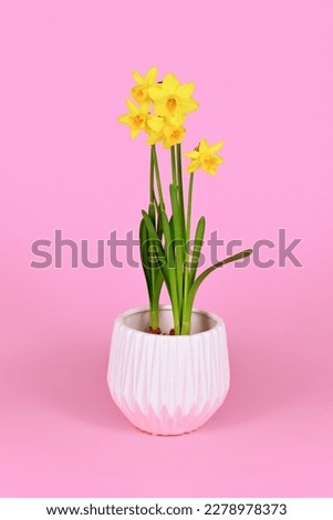 Yellow Narcissus Clamineus 'Tete a Tete' spring flowers on pink background 