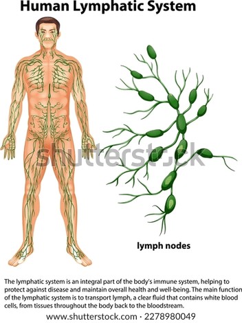 Human Lymphatic System with Explanation illustration