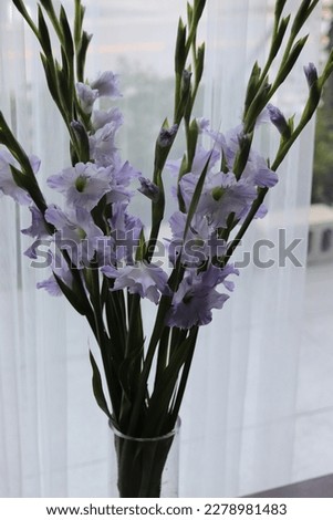 gladiolus pastel color closeup image