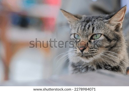 An angry grey and white cat with black stripes laying on the wooden chair