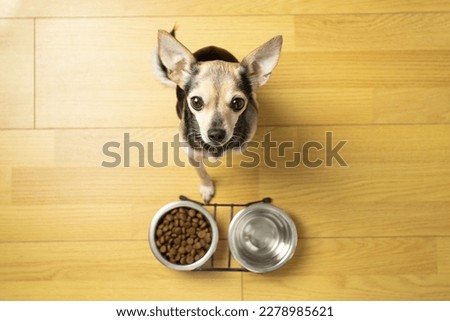 dry dog food, little cute dog sitting on the floor with dog food bowls, top view, pet feed