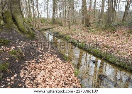 A small stream in a green forest.