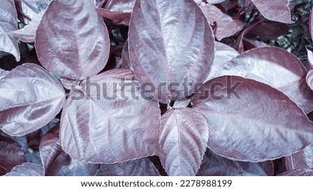 BACKGROUND PATTERN IMAGES AND LEAF