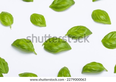 Green basil leaves on a contrasting background
