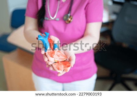 A doctor holds a model of a human heart. Cardiovascular disease. Cardiologist.