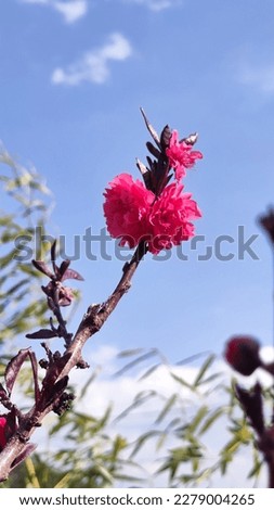 Peach Blossoms in Rural China