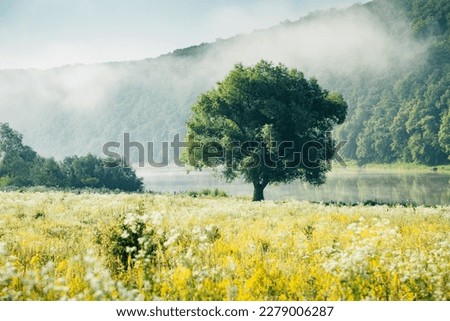 A lone willow tree in a blooming meadow on a sunny summer day. Location place Dniester canyon, Ukraine, Europe. Photo wallpaper. Scenic image of a protected area. Discover the beauty of earth. Royalty-Free Stock Photo #2279006287