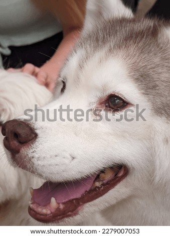 Closeup of Smiling Husky Dog - Stock Photo