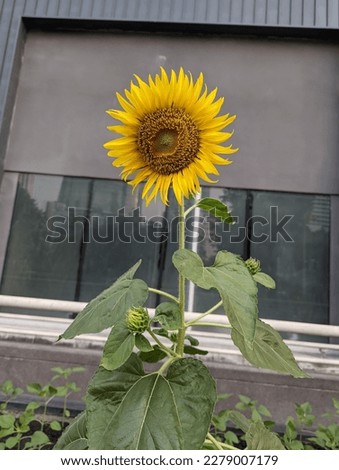 Close up of sunflower - stock photo with green stem and plant in garden outdoor