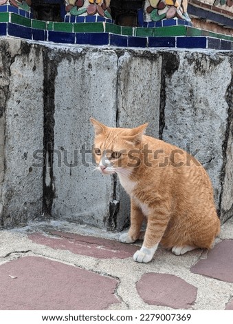 Ginger cat - stock photo Golden orange Cat with white paws sitting quietly looking focussed