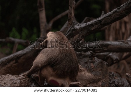 Hamadryas Baboon Male sitting on tree branch
