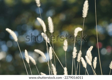 Green foxtail growing in the fields of Japan